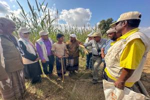 محطة أبحاث الكود الزراعية تدشن اليوم الحقلي لمنتجي محاصيل الحبوب  بأبين