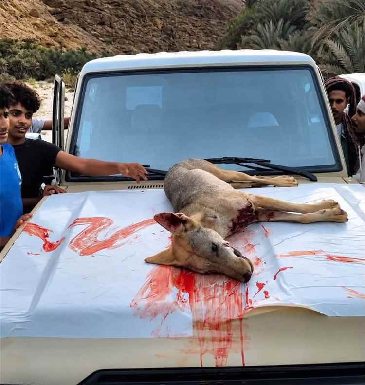 حضرموت.. الأهالي يقضون على ذئب مفترس بعد سلسلة هجمات على السكان
