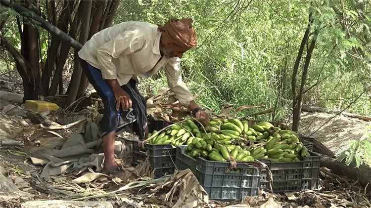 موز اليمن.. شح المياه وغلاء الوقود يهددان المحصول