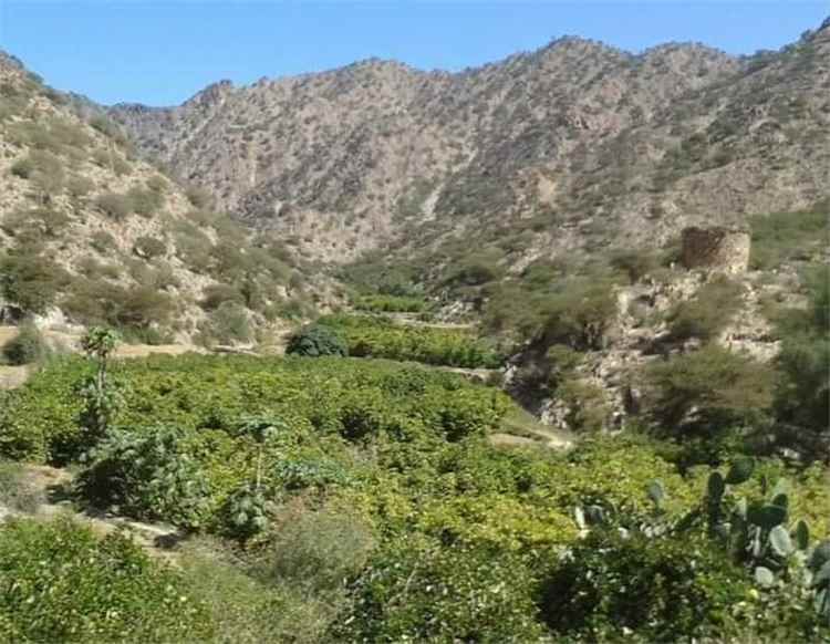 بالصور.. من بساط أخضر إلى موت جماعي كارثة بيئية تجتاح وادي حذة بيافع رُصُد