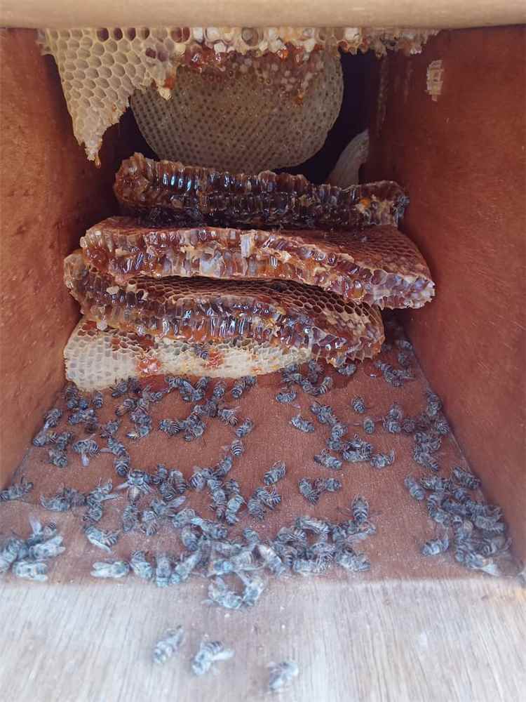 نحالون في العبر يبلغون عن نفوق 50 خلية نحل ويطالبون بالتحقيق في شبهة سكر ملوث