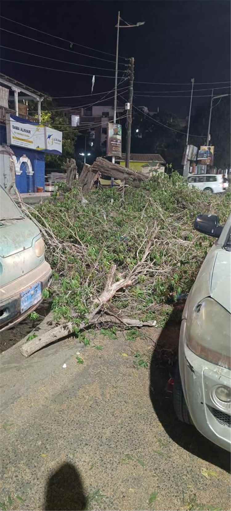 دعوات لوقف قطع الأشجار في عدن ومطالبات بمحاسبة المتسببين
