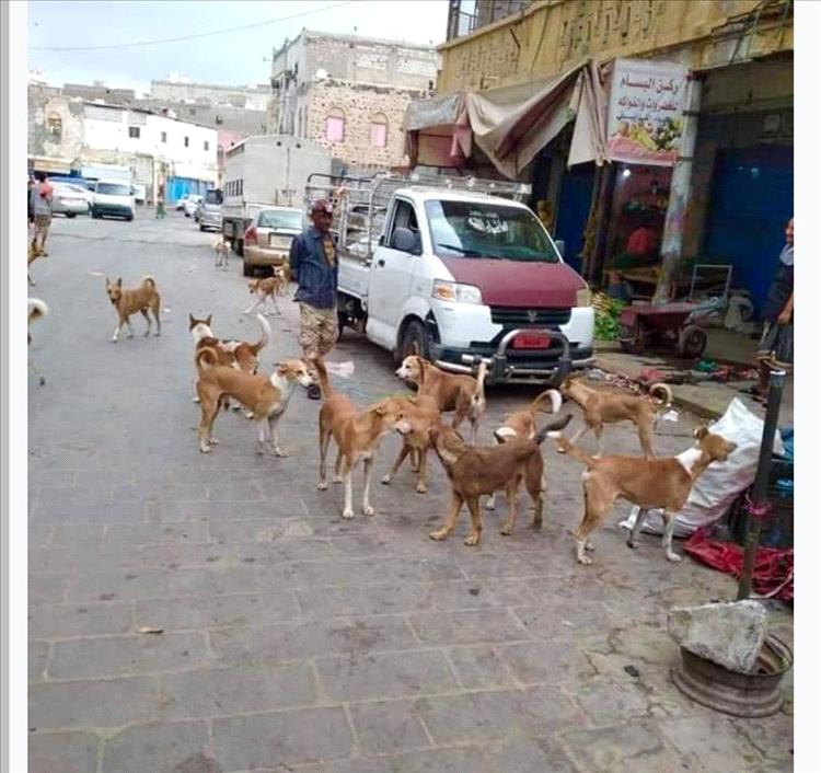 الكلاب الضالة في حي باصهيب..خطر يهدد حياة السكان