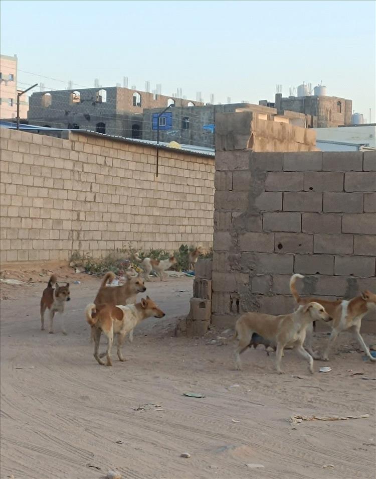 سكان عتق يشكون من تكاثر الكلاب الضالة