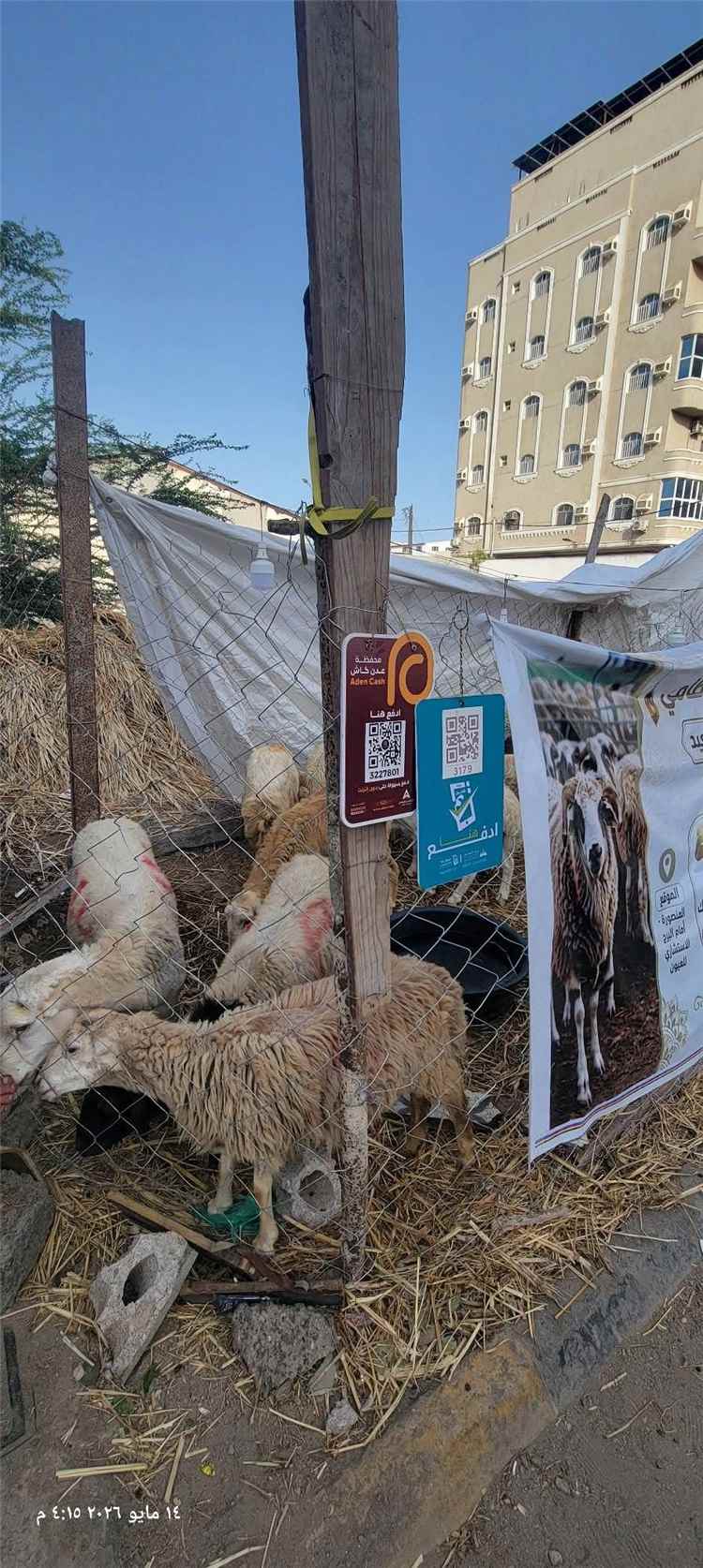 الأضاحي.. نظرة من الزين تكفي!