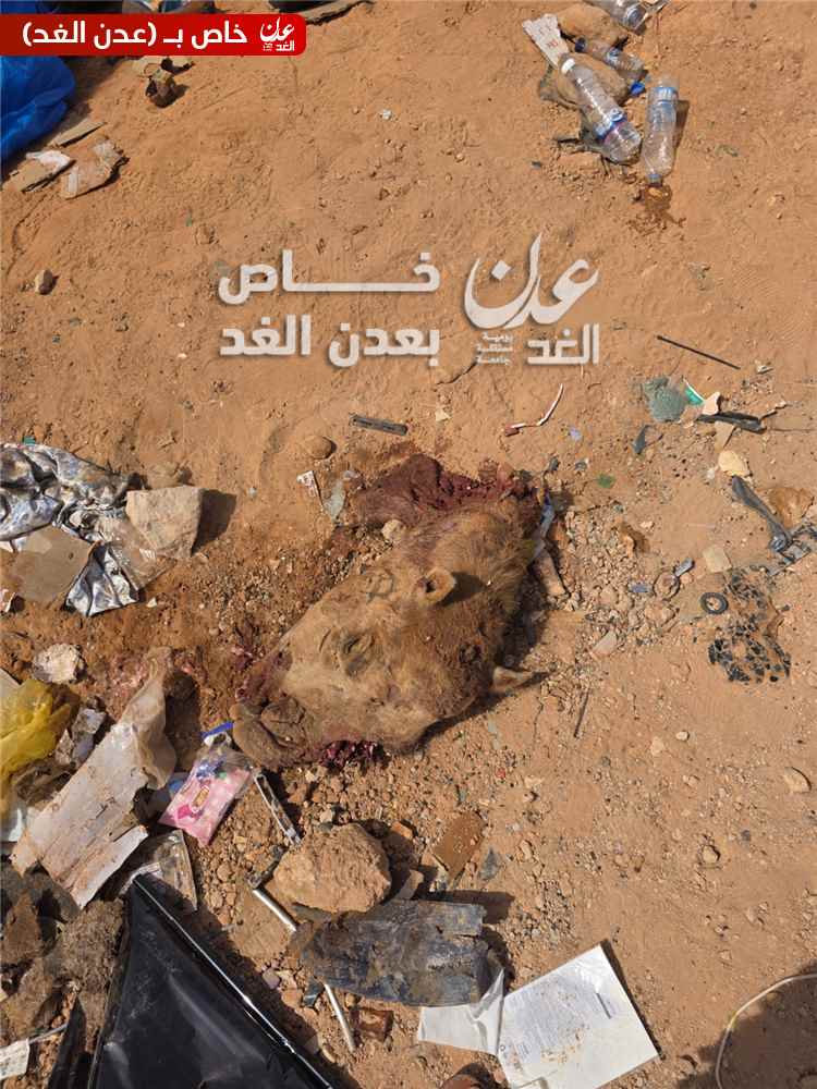 تفاصيل صادمة تكشف سبب فاجعة العبر.. جمل اعترض الحافلة قبل الاصطدام المروع بالشاحنة (فيديو)