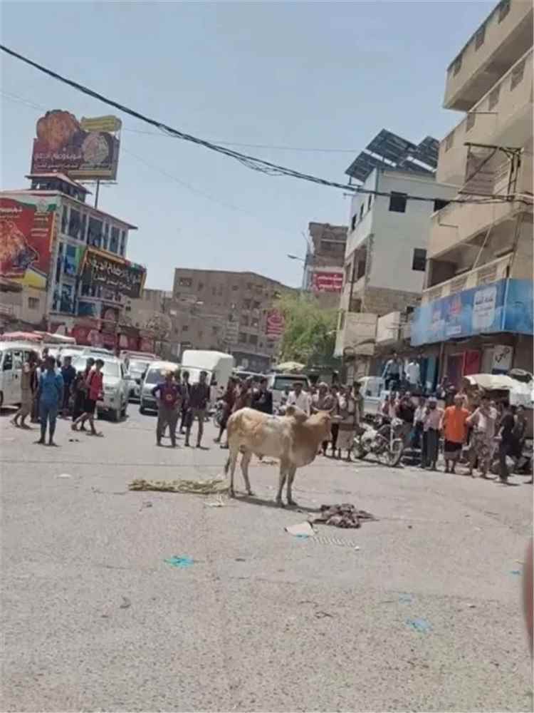 ثور هائج يبث الرعب في تعز والأطفال والنساء يلوذون بالمحال التجارية