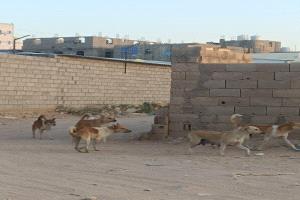 سكان عتق يشكون من تكاثر الكلاب الضالة
