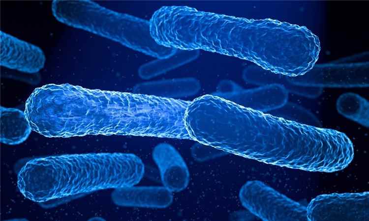 فاكهة قد تحمي من نوع خطير من بكتيريا المعدة