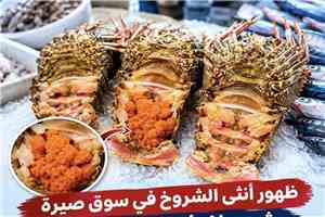 صيد المحظور.. بيع إناث الشروخ  يثير استياء الصيادين والمهتمين بعدن