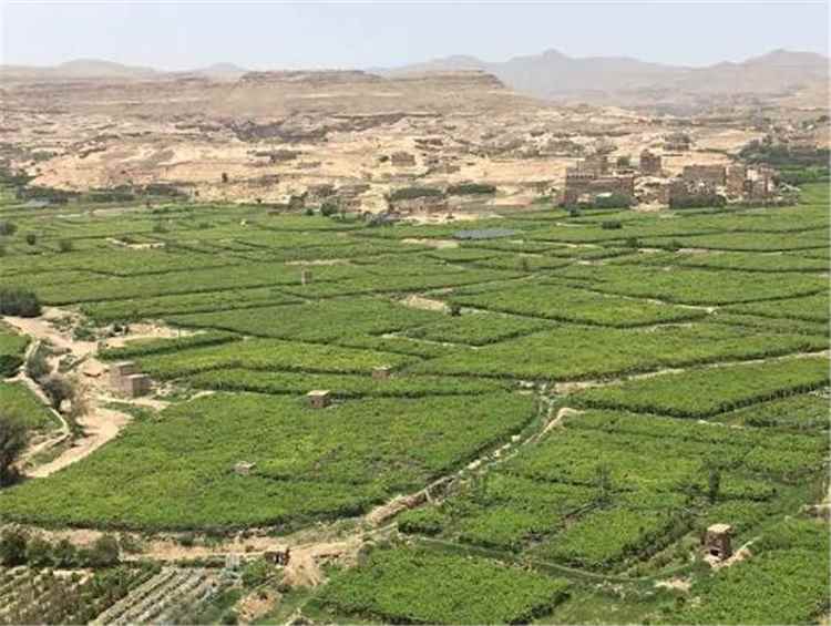 عناصر مسلحة موالية للحوثيين تعتدي على مزارعي العنب وتروع أسرهم في بني حشيش
