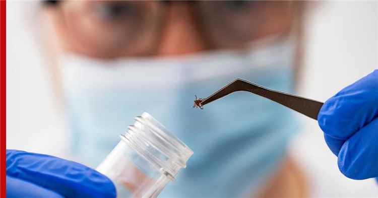 تطوير لقاح جديد ضد التهاب الدماغ المنقول بالقراد