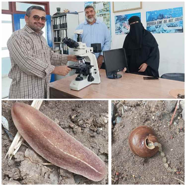 باحثون من جامعة عدن يرصدون نوعًا غازيًا جديدًا من الرخويات في أبين