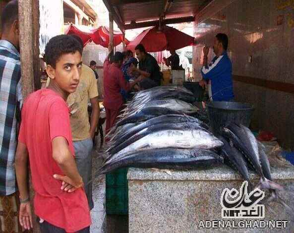 في المدينة الساحلية ذات الشاطئ الطويل.. قصة السمك الذي صار حلم العامة في عدن
