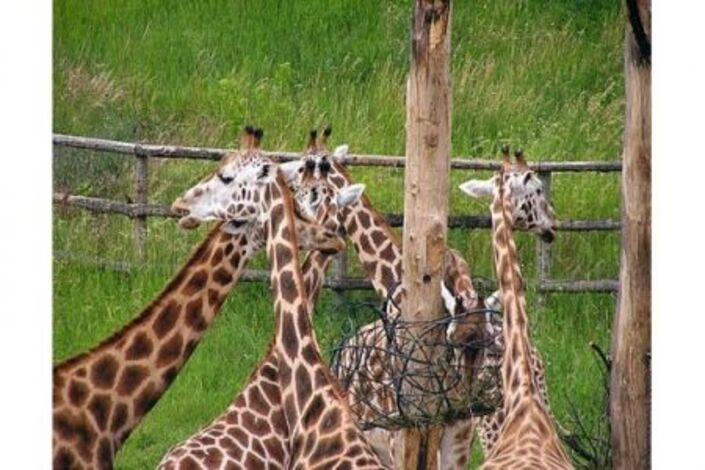 أطول زرافة في الأرض