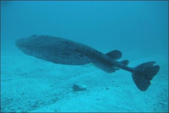 ما هو "سر الكهرباء" بأسماك الرعاش؟