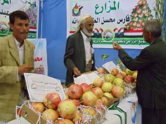 ارتفاع انتاج الرمان وتصديرها الى الاسواق العربية