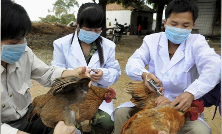 أول اصابة بسلالة فتاكة من انفلونزا الطيور في كانساس