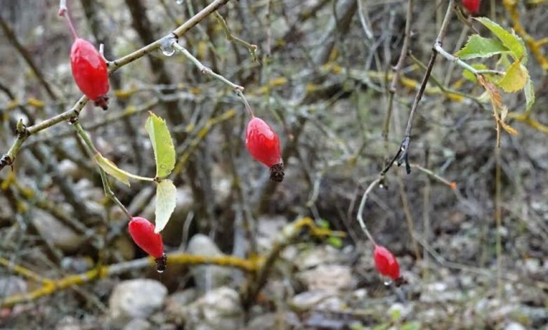 نبضات الزمن