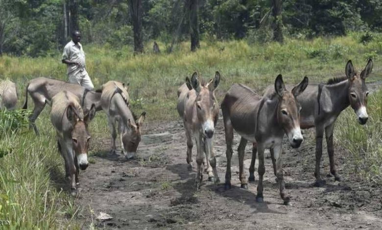 بسبب المادة الخارقة.. الصين تلاحق الحمير في أفريقيا