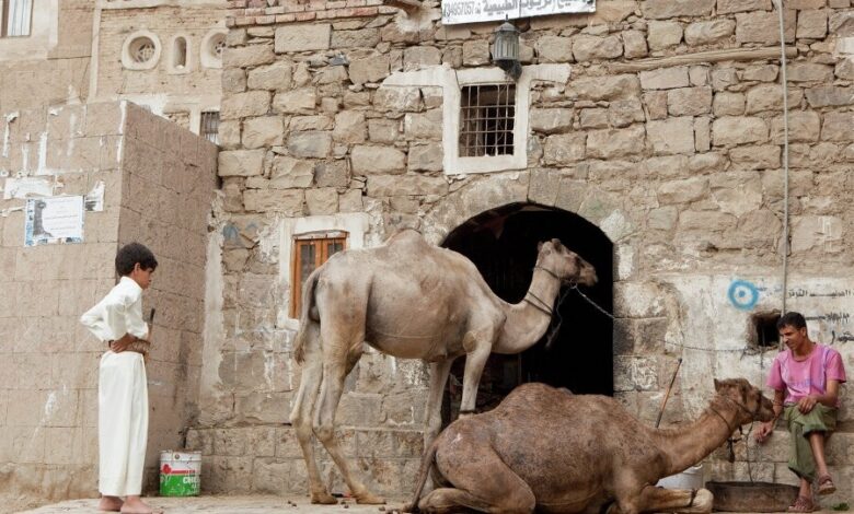 "مجزرة للإبل".. دولة تقرر إعدام 10 آلاف جمل