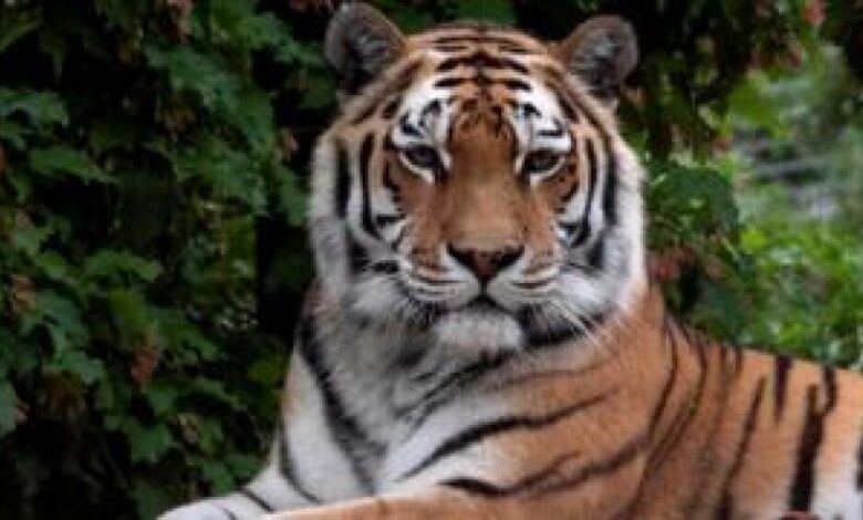 في حديقة حيوان بسويسرا، نمر يقتل حارسة أمام الزوار