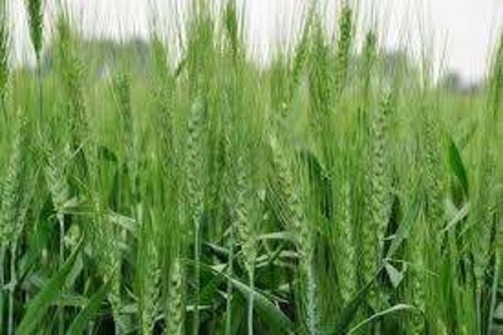 تحذيرات دولية من تفاقم انعدام الأمن الغذائي الحاد في اليمن