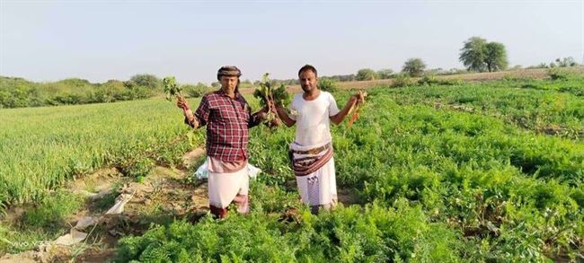 زراعة البنجر والجزر بمنطقة كدمة عوض علي بدلتا تبن بلحج